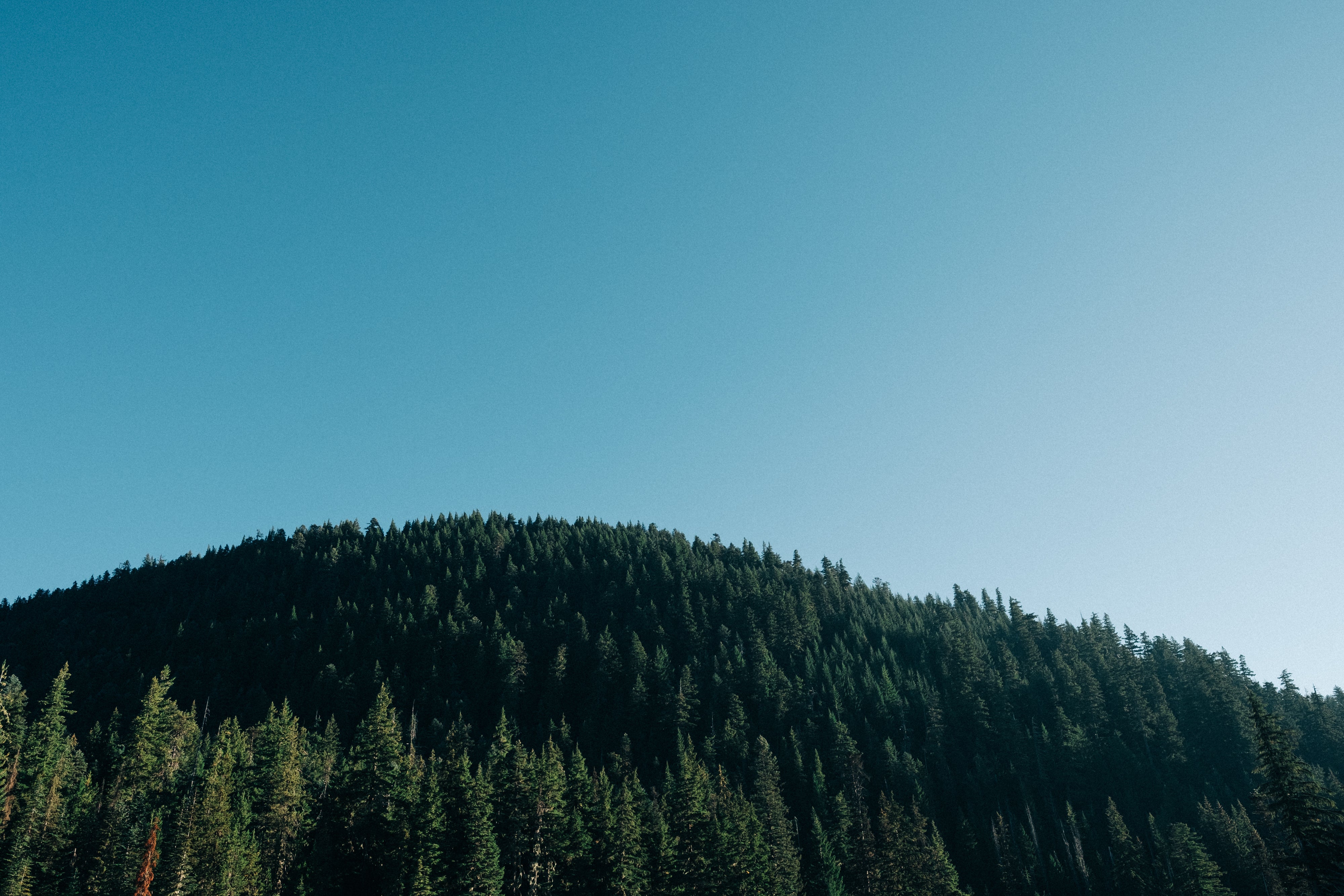 Photo of a blue sky with a forest below.